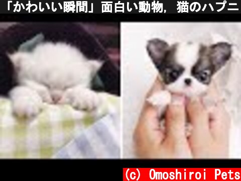 「かわいい瞬間」面白い動物, 猫のハプニング, 失敗動画集・かわいい犬, かわいい猫 #44  (c) Omoshiroi Pets